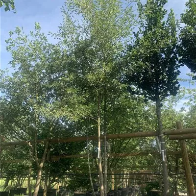 Solitär / EXC 400 - 450 25-600 1271 - Kaisererle 'Laciniata' - Alnus glutinosa 'Laciniata' - Collection