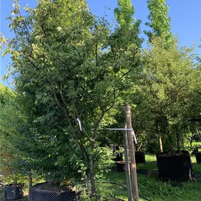 Schirmform 200-300 x 250-300 23-87A 1610 - Kupfer-Felsenbirne - Amelanchier lamarckii - Collection