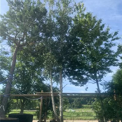 Solitär / EXC 600 - 650 25-201 2567 - Sandbirke - Betula pendula - Collection