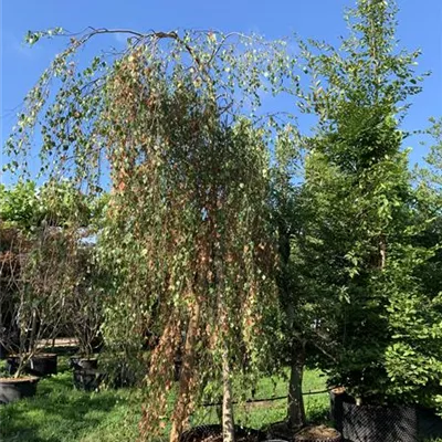 WA 314.416 - Trauerbirke - Betula pendula 'Youngii' - Collection