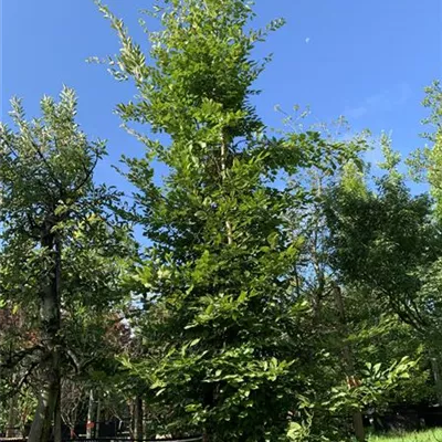 Solitär 350-400 24-1330 895 - Hainbuche,Weißbuche - Carpinus betulus - Collection