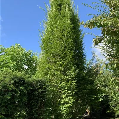 Solitär 450-500 Nr. HP23-69 1640 - Pyramiden-Hainbuche 'Fastigiata' - Carpinus betulus 'Fastigiata' - Collection