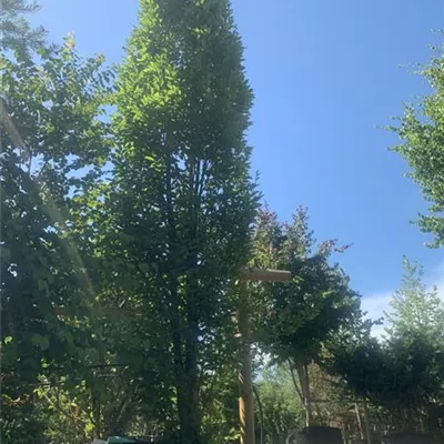 Solitär 450 - 500 25-385 1723 - Pyramiden-Hainbuche 'Fastigiata' - Carpinus betulus 'Fastigiata' - Collection