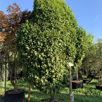 Solitär 300-350 HP24-242 2107 - Säulen-Hainbuche 'Monument' - Carpinus betulus 'Monument' - Collection