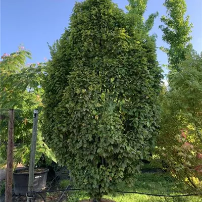 Solitär 275-300 HP24-253 1516 - Säulen-Hainbuche 'Monument' - Carpinus betulus 'Monument' - Collection