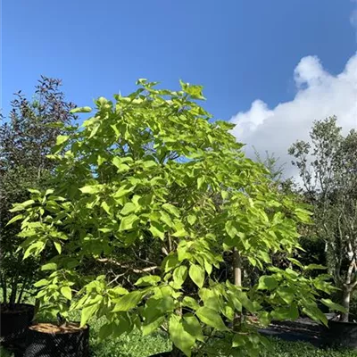 Solitär / EXC 250-300 HP24-258 650 - Trompetenbaum - Catalpa bignonioides - Collection