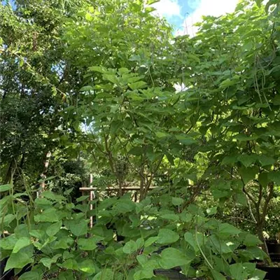 Solitär / EXC 225-250 HP24-261 550 - Trompetenbaum - Catalpa bignonioides - Collection
