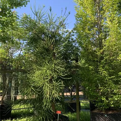 Solitär 275-300 HP24-624 1737 - Sicheltanne 'Araucarioides' - Cryptomeria japonica 'Araucarioides' - Collection