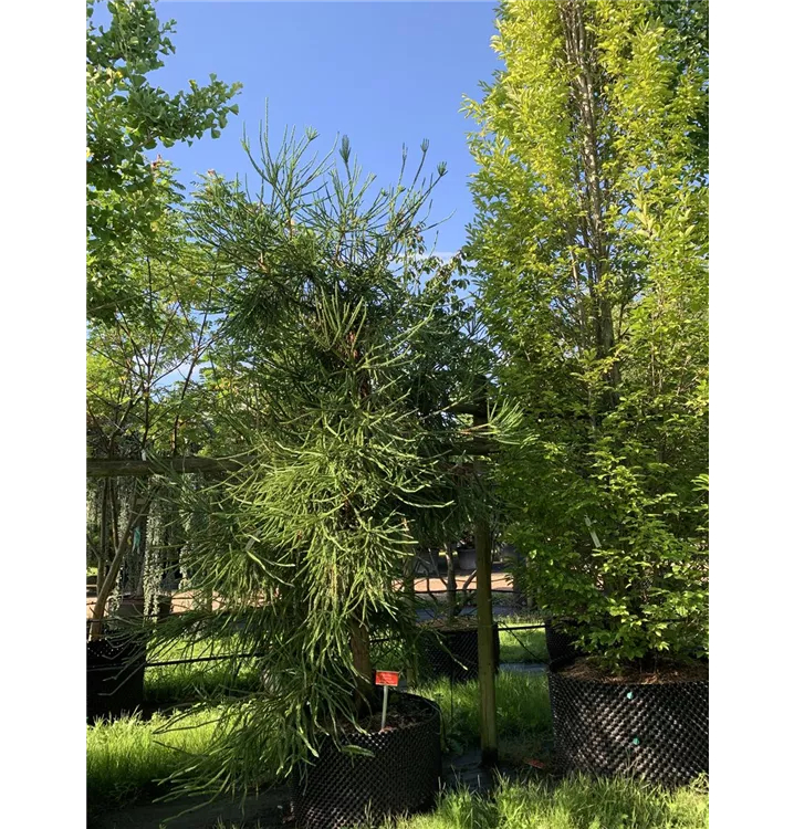 Sicheltanne 'Araucarioides' - Cryptomeria japonica 'Araucarioides' - Collection