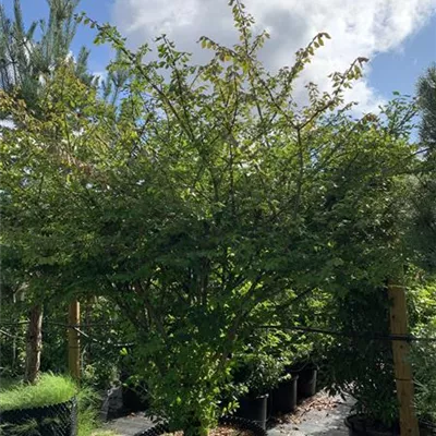 Schirmform 200-250 HP23-16 1950 - Korkflügelstrauch - Euonymus alatus - Collection