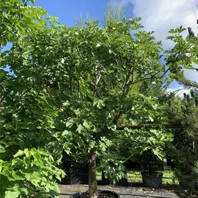 Halbstamm 30-35 24-1336 1395 - Feige - Ficus carica CAC - Collection