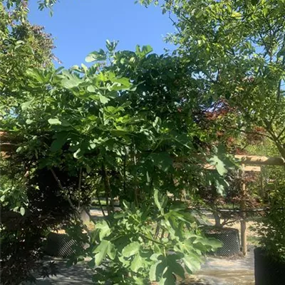 Solitär 225 - 250 25-461 662 - Feige 'Brown Turkey' - Ficus carica 'Brown Turkey' - Collection