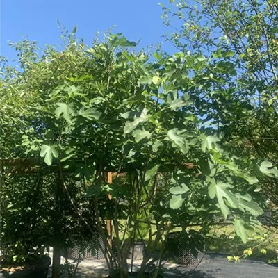 Solitär 200 - 250 25-444 521 - Feige 'Brown Turkey' - Ficus carica 'Brown Turkey' - Collection
