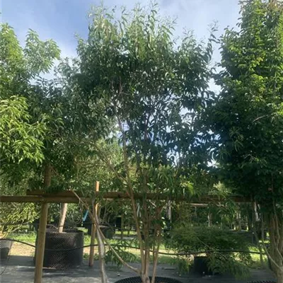 Solitär 25-580 - Heptacodium - Heptacodium miconioides - Collection