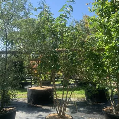 Schirmform 200 - 250 25-640 1457 - Heptacodium - Heptacodium miconioides - Collection