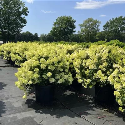 Solitär 225 - Rispenhortensie 'Little Lime' -R- - Hydrangea panic. 'Little Lime' -R- - Collection
