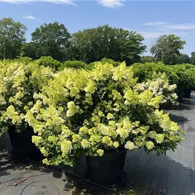 Solitär 225 - Rispenhortensie 'Little Lime' -R- - Hydrangea panic. 'Little Lime' -R- - Collection