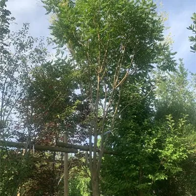 Schirmform 450 - 500 SCH23-002 3829 - Blasenbaum - Koelreuteria paniculata - Collection