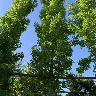 Solitär 500-600 HP24-454 2933 - Amberbaum 'Slender Silhouette' - Liquidambar styracifl.'Slender Silhouette' - Collection