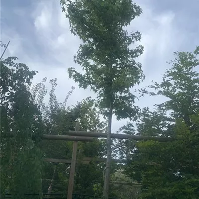 Hochstamm 20 - 25 25-161 1427 - Amerikanischer Amberbaum - Liquidambar styraciflua - Collection