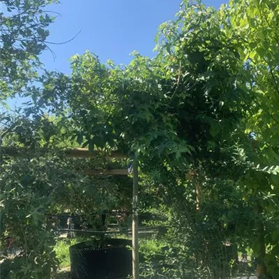 Halbstamm Stammhöhe 160cm 16 - 18 25-658 898 - Amberbaum 'Gumball' - Liquidambar styraciflua 'Gumball' - Collection