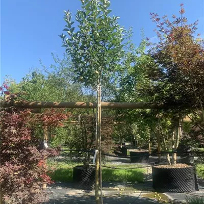 Hochstamm 14 - 16 25-651 740 - Apfel 'Rubinette' -R- mittel - Malus 'Rubinette' -R- CAC - Collection