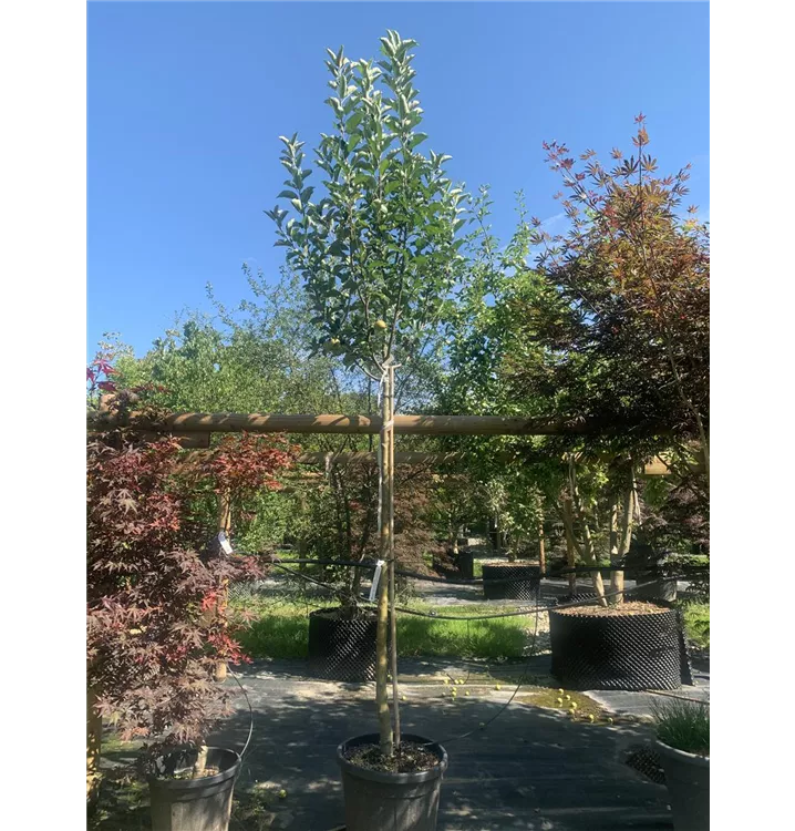 Apfel 'Rubinette' -R- mittel - Malus 'Rubinette' -R- CAC - Collection