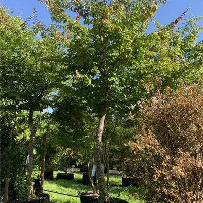 Charakterbaum 25-30 HP23-661 3750 - Eisenbaum - Parrotia persica - Collection