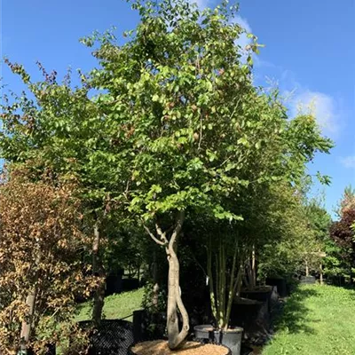 Schirmform 200-300 x 350-400 24-C77 3450 - Eisenbaum - Parrotia persica - Collection