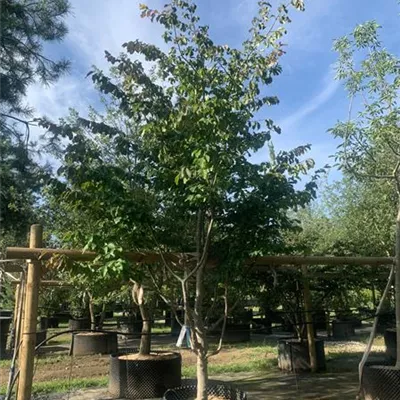 Schirmform 275 - 300 25-589 2300 - Eisenbaum - Parrotia persica - Collection