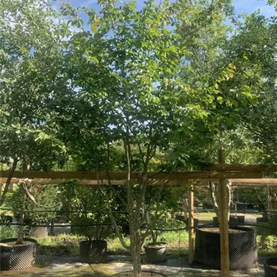 Schirmform 300 - 350 25-593 2450 - Eisenbaum - Parrotia persica - Collection