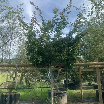 Schirmform 275 - 300 25-598 2050 - Eisenbaum - Parrotia persica - Collection