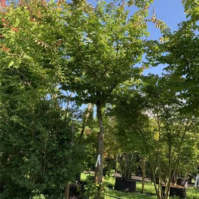 Charakterbaum 25-537 3750 - Eisenbaum - Parrotia persica - Collection