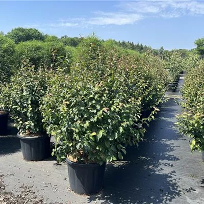 Solitär 80 - 100 NBZ 25-B89 235 - Eisenbaum 'Persian Spire'(s) - Parrotia persica 'Persian Spire'(s) - Collection