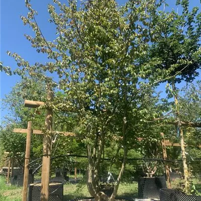 Schirmform 25-583 2861 - Eisenbaum 'Vanessa' - Parrotia persica 'Vanessa' - Collection