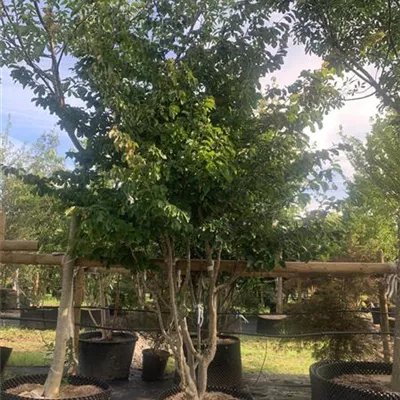 Schirmform 275-300 25-587 - Eisenbaum 'Vanessa' - Parrotia persica 'Vanessa' - Collection