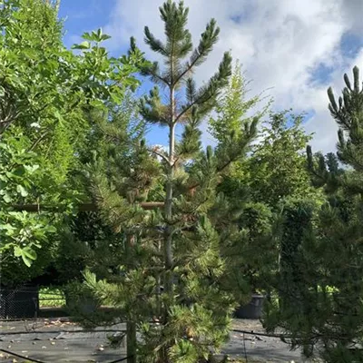 Solitär 300-350 HP24-660 2096 - Schlangenhautkiefer - Pinus heldreichii - Collection