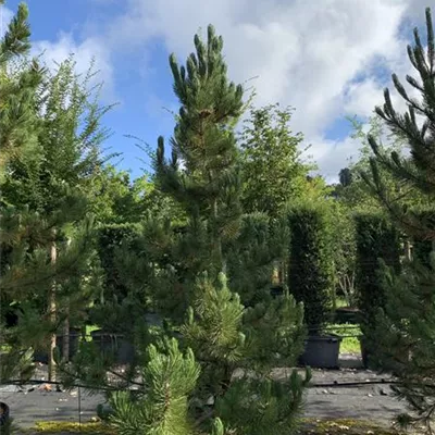 Solitär 250-275 HP24-663 1396 - Schlangenhautkiefer - Pinus heldreichii - Collection