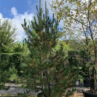 Solitär 250-275 HP24-664 1369 - Schlangenhautkiefer - Pinus heldreichii - Collection