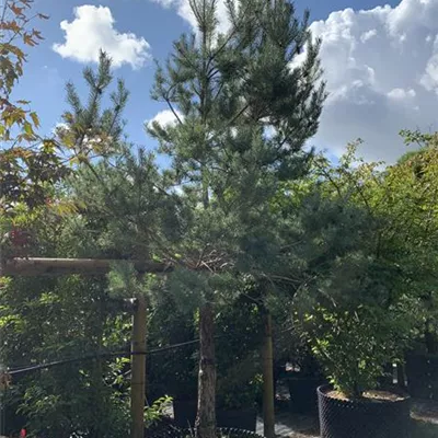 Halbstamm 20-25 HP23-12 1250 - Kiefer - Pinus sylvestris - Collection