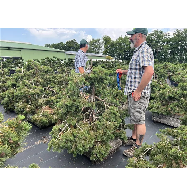 Wald-Kiefer 'Hillside Creeper' - Pinus sylvestris 'Hillside Creeper' - Collection