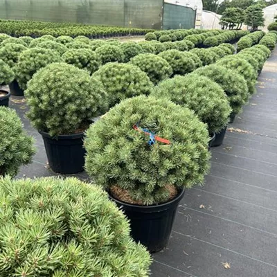 Kugel NBZ 25-103 245 - Silberkiefer - Pinus sylvestris 'Watereri' - Collection