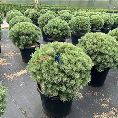 Kugel NBZ 25-104 245 - Silberkiefer - Pinus sylvestris 'Watereri' - Collection