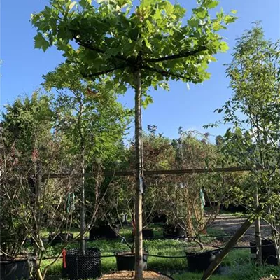 Dachform 20-25 24-B48 1460 - Platane - Platanus hispanica - Collection