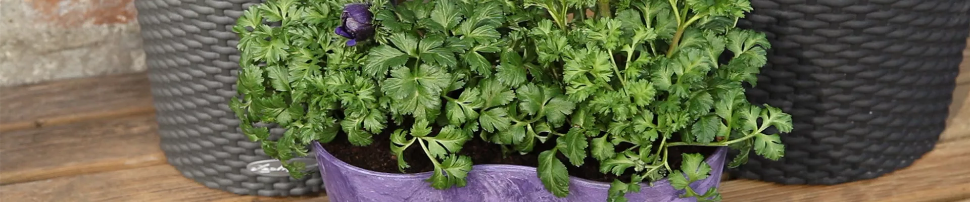 Anemonen - Einpflanzen in ein Gefäss (thumbnail)