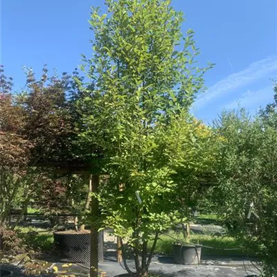 Solitär 350 - 400 25-650 696 - Traubenkirsche - Prunus padus - Collection