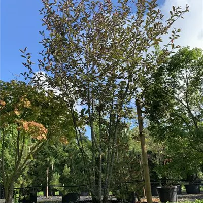 Schirmform 400-450 Nr. HP23-161 2450 - Traubenkirsche 'Colorata' - Prunus padus 'Colorata' - Collection