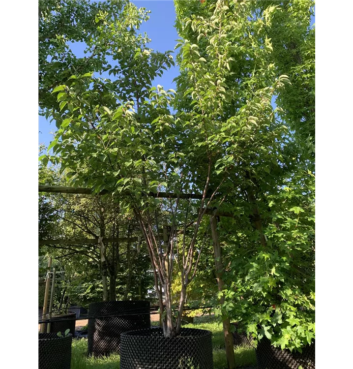 Scharlachkirsche - Prunus sargentii - Collection