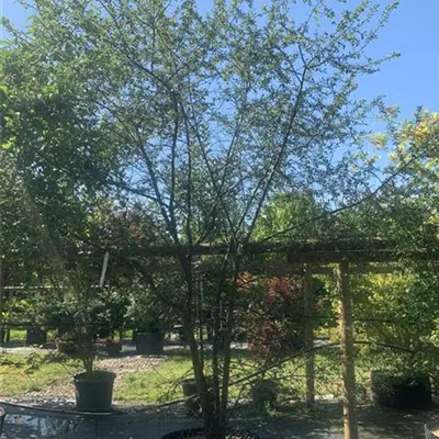 Solitär 300 - 350 25-646 361 - Schlehe,Schwarzdorn - Prunus spinosa - Collection