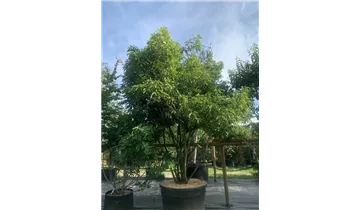 Bauer Baumschulen AG